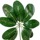 Levél M39cm 12db/köteg 240db/#