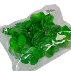 Kövirózsa D6cm 12db/csom