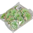 Kövirózsa D6,5cm 12db/csom