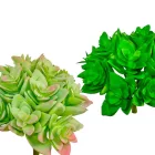 Kövirózsa M10cm 48db/#