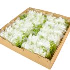 Liliom virágfej D12cm 24db/csom