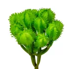 Kaktusz M9cm 6db/szín/csom 48db/#