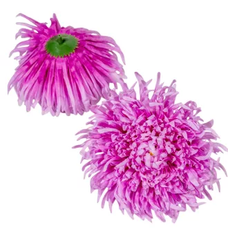 Krizantém virágfej óriás lila D15cm 6db/csom