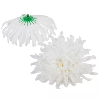 Krizantém virágfej fehér D11cm 24db/csom