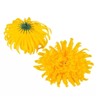 Krizantém virágfej sárga D11cm 24db/csom