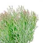 Varju háj M18cm 6db/csom