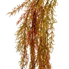 Aszparágus ág 80cm 2db/csom