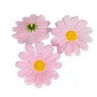 Margaréta virágfej világosrózsaszín D7cm 60db/csom