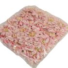 Dália virágfej D11cm világosrózsa D4 24db/csom