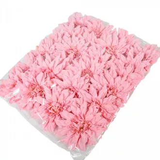 Dália virágfej D11cm old pink D5 24db/csom