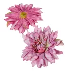 Dália virágfej D11cm világoslila D6 24db/csom