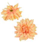 Dália virágfej D11cm barack D7 24db/csom