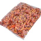 Dália virágfej D11cm bordó-narancs D9 24db/csom