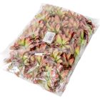 Dália fej D10cm 24db/csom D6