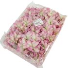 Dália virágfej D10cm zöldes lila D9 24db/csom