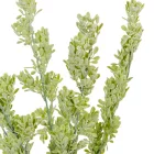 Komló bokor 5ágú M56cm18db/#