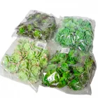 Kövi rózsa M10cm 6db/szín/csom 24db/#