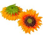 Napraforgó virágfej D13cm 12db/csom