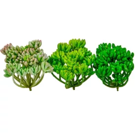 Varjúháj D12cm 18db/#