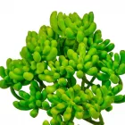 Varjúháj D12cm 18db/#