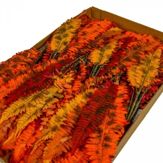 Őszi páfrány bokor M50cm 12db/#