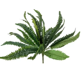 Páfrány bokor M60cm12db/#