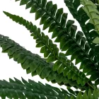 Páfrány bokor M60cm12db/#