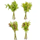 Bogyós köteg 6szálas M36cm 12db/#