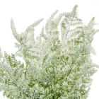 Páfrány bokor gumi 7ágú M47cm48db/#