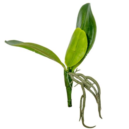 Orchidea levél gyökérrel M15cm 6db/csom 120db/#