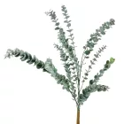 Eukaliptusz bokor M62cm 24db/#