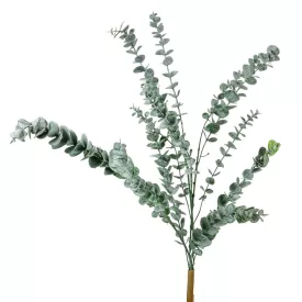 Eukaliptusz bokor M62cm 24db/#