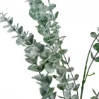 Eukaliptusz bokor M62cm 24db/#