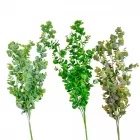 Eukaliptusz futó 85cm 24db/#