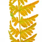 Páfrány levél M53cm 12db/köteg 144db/#