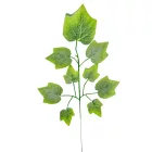 Juhar ág M55cm 12db/köteg