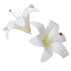 Liliom virágfej gumi D13cm 24db/csom