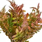 Páfrány bokor 5 ágú M33cm 48db/#