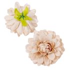 Dália virágfej tea2 D7,5cm 24db/csom