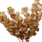 Eukaliptusz bokor 6ágú mix M32cm 24db/#