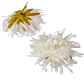 Krizantém virágfej fehér D11cm 12db/csom