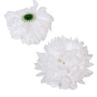 Krizantém virágfej fehér D13cm 6db/csom