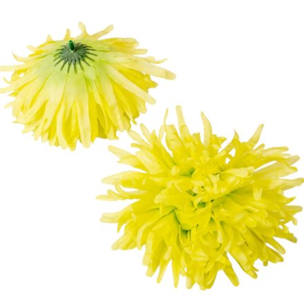Krizantém virágfej zöld D15cm 12db/csom