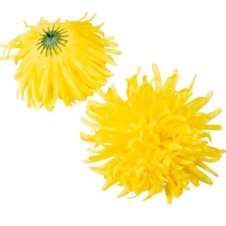 Krizantém virágfej sárga D15cm 12db/csom