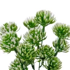 Kövirózsa szálas 5ágú M27cm 250db/#