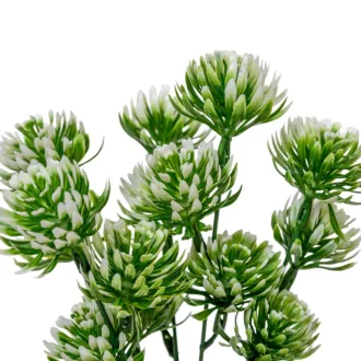 Kövirózsa szálas 5ágú M27cm 250db/#