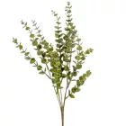 Eukaliptusz bokor 5ágú Mcm 48db/#