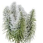 Fenyő pick havas M22cm