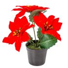 Mikulásvirág cserepes piros M19cm
