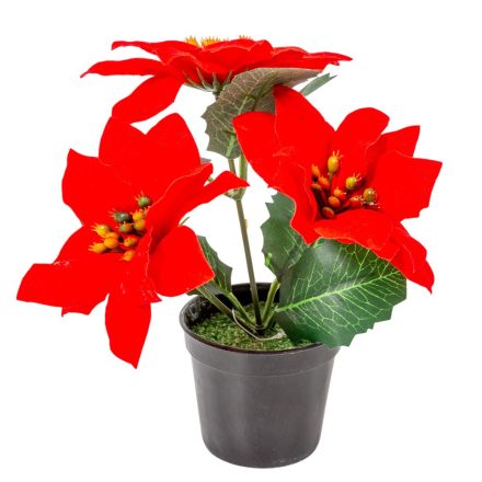 Mikulásvirág cserepes piros M19cm